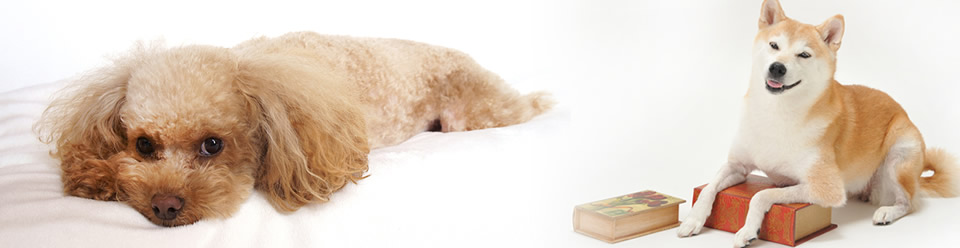愛犬のためのオーガニックなケア用品。軽いマーキングの防止に《オーガニックパイルマナーバンド》 | DOGGYDOLLY® SHOP