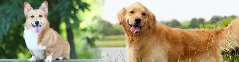 犬の天然素材グッズ